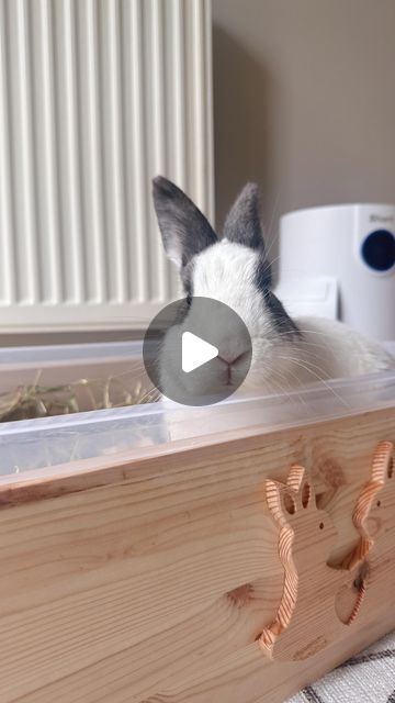 Rabbit Digging Box Ideas, Rabbit Dig Box Ideas, Rabbit Dig Box Ideas Diy, Bunny Digging Box Diy, Bunny Litter Box Ideas, Diy Digging Box For Bunny, Digging Box For Rabbits, Litter Training Rabbits, Dig Box For Rabbit