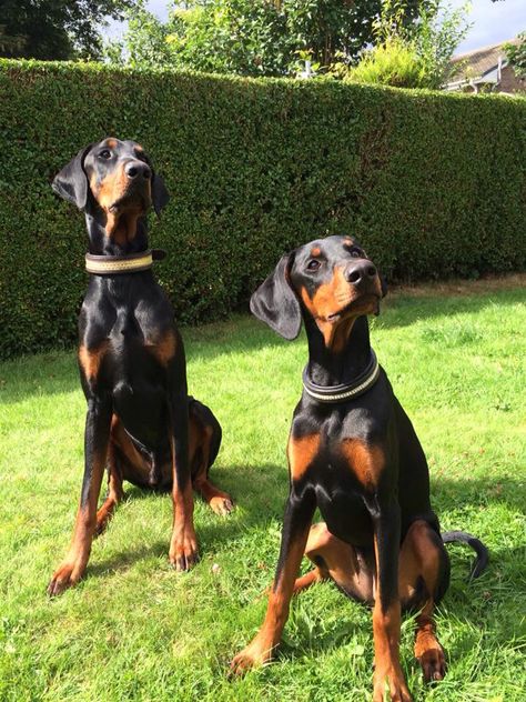 2 Dobermans, Doberman Dogs Natural Ears, Doberman Pinscher Natural Ears, Doberman Protection, Doberman Pinscher Puppy, Doberman Protection Dog, Black And Rust Doberman, Doberman Puppy, Doberman Love