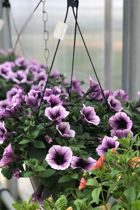 Supertunia Bordeaux plays well with others or is stunning on it's own. One of my favorite Supertunias! Petunia Plant, Landscape Borders, Hummingbird Flowers, Container Design, Dragon Wings, Attract Butterflies, New Growth, Plant Food, Potting Soil