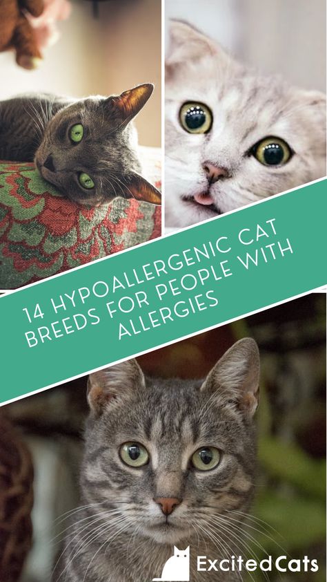 Cats For People With Allergies, Hyperallergic Cats, Hypoallergenic Cat Breeds, Cat Breeds Hypoallergenic, Best Cat Breeds, Hypoallergenic Cats, Cat Advice, Ocicat, Allergic To Cats