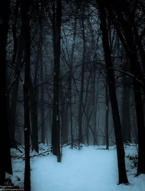 The Voices In My Head Dark Naturalism, Snowy Forest, Winter Wood, Dark Winter, Winter Forest, 판타지 아트, Winter Aesthetic, On The Ground, Dark Forest