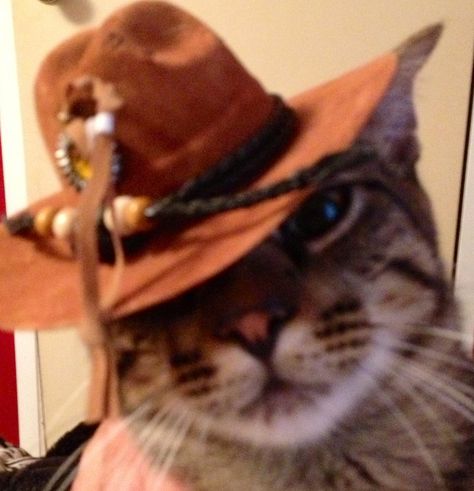 Cowboy Cat Cowboy Profile Picture, Cowboy Reaction Pic, Cat With Cowboy Hat, Cowboy Pfp, Cat Cowboy, Smelly Cat, Cat Profile, Cat Sunglasses, Cat Icon