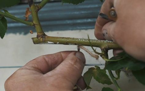 How To Train and Tie-in Climbing and Rambling Roses The English Roses, Wall Pergola, Cottage Garden Roses, Rambling Roses, Rooting Roses, Floribunda Roses, Rambling Rose, Climbing Flowers, Alpine Garden