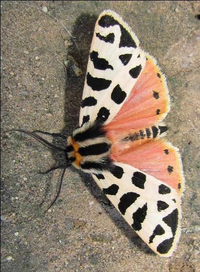 Moth - Grammia incorrupta Pretty Moths Aesthetic, Most Beautiful Moths, Different Moths, Moth Reference Photo, Moth Colors, Colorful Moth Tattoo, Moth Colorful, Cool Moths, Insects Aesthetic