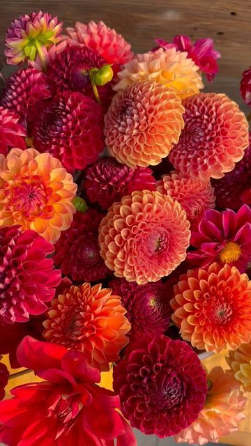 red, orange, and yellow dahlia bouquet Coral Dahlia Bouquet, Orange Dahlia Flower, Orange Dahlia Bouquet, Dahlia Orange, Dahlia Wedding Bouquets, Nature Colours, Orange Dahlia, Yellow Dahlia, Dahlias Wedding