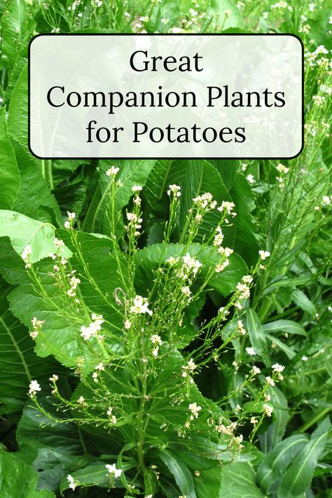 Get familiar with great companion plants for potatoes and those that you should avoid planting with your tubers. Garden Placement, Potato Companion Plants, Growing Parsley, Companion Planting Guide, Best Companion Plants, Planting Marigolds, Growing Organic Vegetables, Companion Gardening, Planting Potatoes