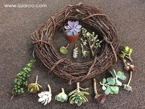 Diy Grape Vine Projects, Succulent Wreath Diy How To Make, Succulent Grapevine Wreath, Succulent Crafts Diy, Diy Succulent Wreath, Planted Succulents, Succulent Projects, Wreath Decorating Ideas, Succulent Wreath Diy