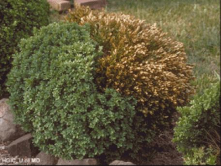 Boxwood Care: How To Identify And Treat 4 Common Pests and Diseases - Here By Design Boxwood Bush, English Boxwood, Japanese Boxwood, Boxwood Landscaping, Boxwood Tree, Box Wood Shrub, Boxwood Garden, Common Diseases, Boxwood Plant