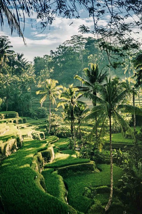 [h3]BALI, INDONESIA[/h3] Minutes from scooter-buzzing [link url="https://www.cntraveller.com/article/things-to-do-in-ubud-bali"]Ubud[/link] are artsy, low-key villages, vivid green rice paddies, lush forests and vast jungles. [link url="https://www.cntraveller.com/location/bali"]Bali[/link] is one of Indonesia’s 17,000 islands and sees an average temperature of about 30°C year round. Explore by bicycle and then head to one of its many cool beach clubs. [article id='rjKnX4orAGr'] Bali Beaches, Rice Fields, Places In The World, Most Beautiful Beaches, Beautiful Places In The World, Ubud, Romantic Getaways, Beautiful Places To Visit, Holiday Destinations