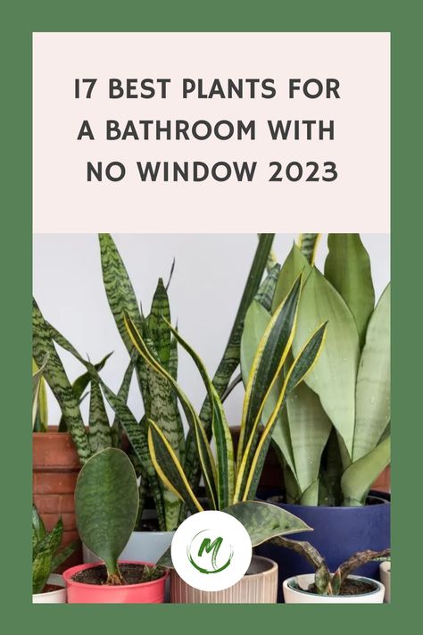 Whether it’s a spider plant or a snake plant, finding the best plants for a bathroom with no window isn’t only possible but also rewarding. Windowless Bathroom Plants, Plants Bathroom No Window, Plants In Bathroom No Window, Plants For Bathroom With No Windows, Bathrooms With Plants, Plant For Bathroom With No Windows, Plants For A Bathroom, Bathroom Plants No Sunlight, Bathroom Without Windows