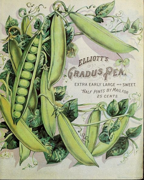 https://flic.kr/p/qLvsBm | n8_w1150 | Wm. Elliott & Sons seedsmen :. New York :Wm. Elliott & Sons,1899.. biodiversitylibrary.org/page/42504266 Vintage Seed Packets, Vintage Gardening, Seed Catalogs, Images Vintage, Seed Packets, Botanical Drawings, Vintage Garden, Alam Yang Indah, World Art