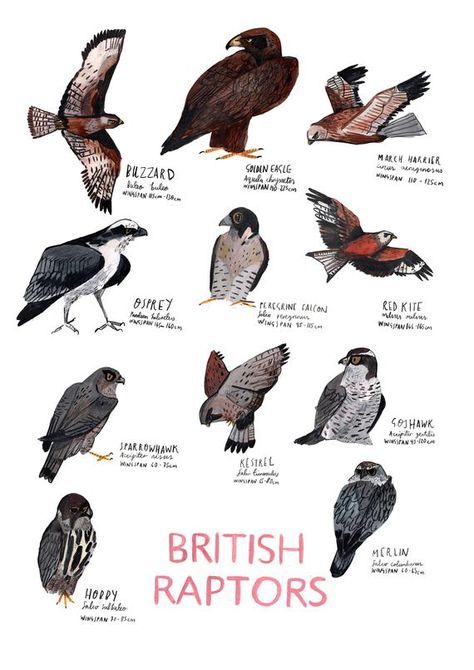 BRITISH RAPTORS POSTER Digital print on 300gsm Evolution paperA3 11.7 x 16.5" Perfect gift for the bird lover Birds Identification, British Birds Identification, British Birds Of Prey, Plants Identification, Nature Club, Fantasy Fairies, Nice Drawings, Birds Illustration, Raptors Bird