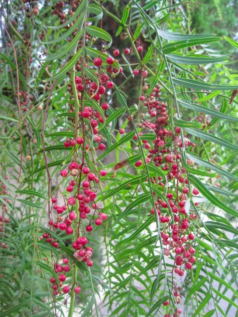 Pink peppercorns are a versatile spice useful in both sweet and savory dishes. Who cares that they're not true peppercorns, they're still delicious. Pepper Tree, Olivia Garden, Pink Peppercorn, Fruit Leather, Invasive Plants, Pink Pepper, Sweet And Savory, Leather Sheets, Who Cares