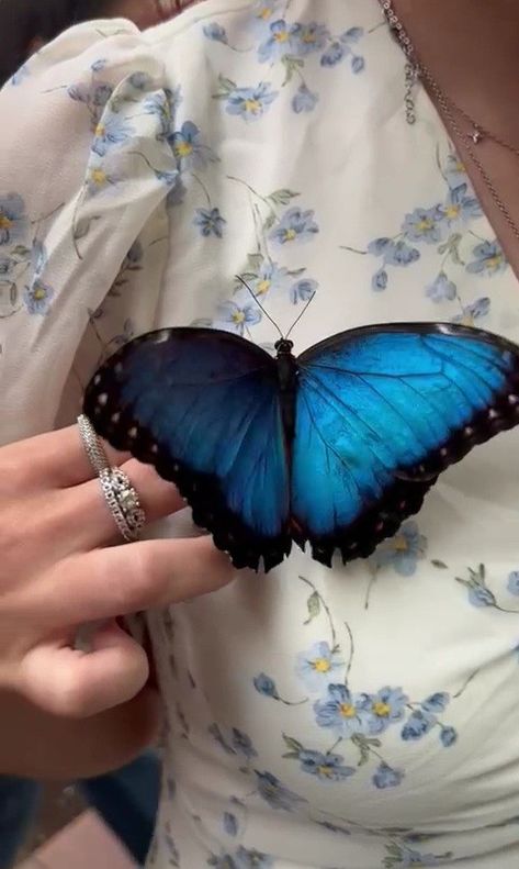 blue morpho butterfly Blue Morpho Aesthetic, Dark Blue Butterfly Tattoo, Blue Morpho Butterfly Aesthetic, Morpho Butterfly Aesthetic, Butterfly Girl Aesthetic, Blue Butterflies Aesthetic, Butterfly Blue Aesthetic, Blue Aesthetic Butterfly, Blue Butterfly Aesthetic