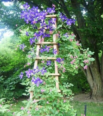 Ladders In The Garden, Old Ladder Ideas, Ladder Garden, Garden Ladder, Best Ladder, Backyard Ponds, House Craft, Old Ladder, Garden Vines