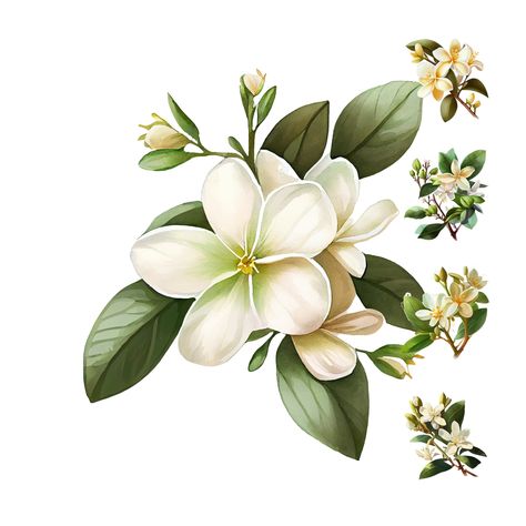 Jasmine Flowers Drawing, Jasmine Illustration Flowers, Jasmine Flower Watercolor, Jasmin Flower Drawing, Jasmin Tattoo Flower, Jasmine Flower Drawing Art, Jasmine Drawing Flower, Jasmine Flower Background, Jasmine Flower Painting