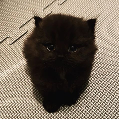 Black Kitty Aesthetic, Fluffy Black Cat, Cute Cat Memes, Cute Black Cat, Silly Cats Pictures, Cute Cats Photos, A Black Cat, Cute Black Cats