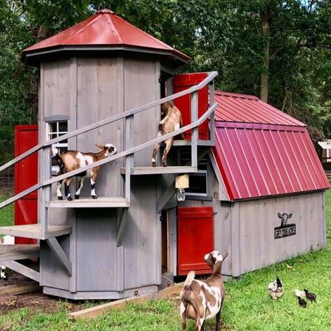 This charming goat barn is perfect for your energetic pets! We've all seen the photos of goats climbing to the tops of trees, ascending almost vertical cliffs, always trying to get that higher vantage point to browse the tenderest greens. Goats love to climb, and they will love this barn and climbing silo! 

Barn: 8x8, Roof Peak: 8'
Silo: 5', Roof Peak: 10'6"
Gray Stain, Red Doors
Red Metal Roof

Also pictured, 
8x8 Barn, with a 5' Silo
Rustic Cedar Stain
Green Metal Roof Red Metal Roof, Green Metal Roof, Kiko Goats, Goat Playground, Goat Pen, Goat Milking, Small Goat, Cedar Stain, Red Doors