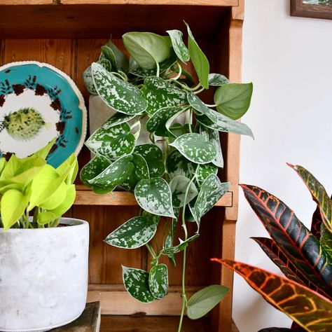 Satin Pothos Care Guide: Unleash this beautiful green beauty Houseplants For Beginners, Satin Pothos, Low Maintenance Indoor Plants, Organic Plant Food, Scindapsus Pictus, Neon Pothos, Easy Care Houseplants, Buy Plants Online, Full Sun Plants