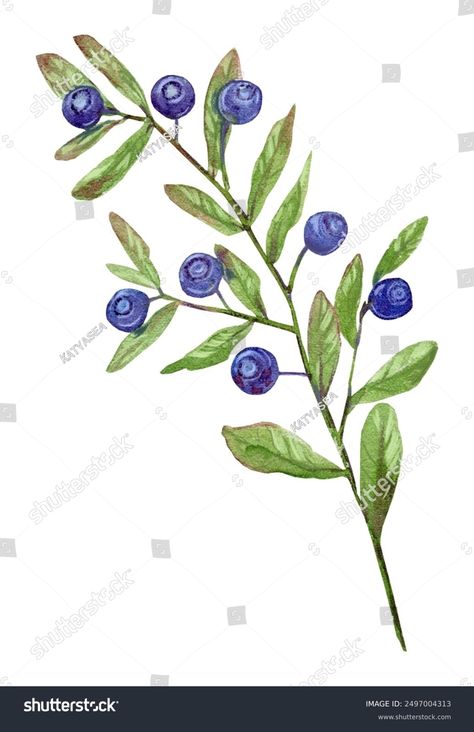 Blueberry Branch Leaves Berries Ripe Wild Stock Illustration 2497004313 | Shutterstock Berries Drawing, Blueberry Branch, Branch Leaves, Science Signs, Crop Image, Schedule Design, Color Palette Generator, Holiday Illustrations, Collage Maker