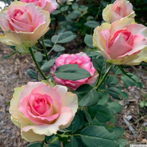 Goose Mountain, Mountain Rose, Rose Photo, Table Mountain, 1 Rose, Rose Photos, The Rose, Rose Pink, Pink Roses