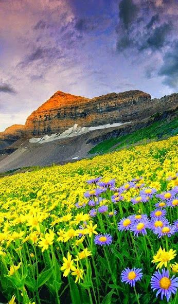 *.:｡✿*ﾟﾟ･✿.｡.:* Valley Of Flowers, Alam Yang Indah, Beautiful Nature Pictures, Flower Field, Nature Scenes, Nature Wallpaper, Amazing Nature, Nature Pictures, Nature Photos