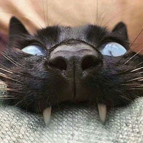 16 Cat Noses Zoomed In That Are Too Cute To Ignore A Black Cat, Blue Eyes, A Black, Black Cat, Close Up, Blue, Black