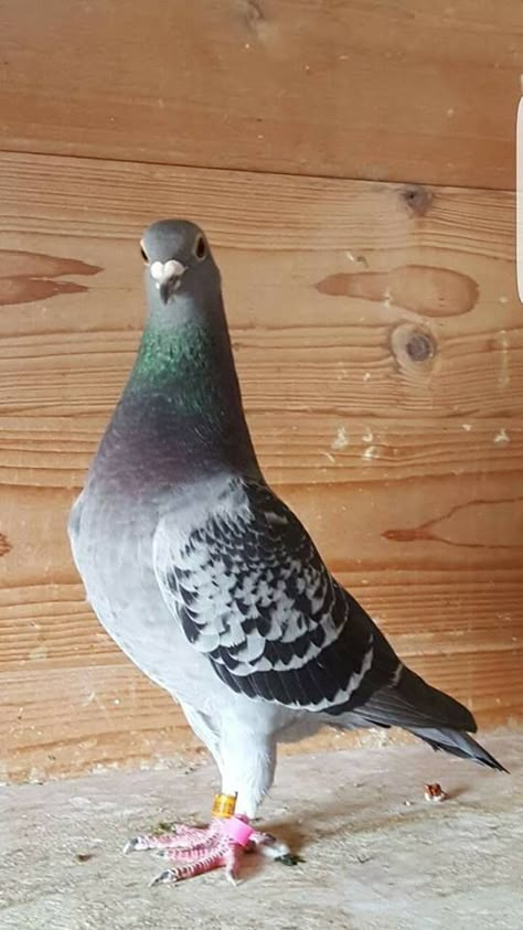 Peagons Bird, Pegion Bird Aesthetic, Pigeon Reference, Fantail Pigeon, Racing Pigeon Lofts, Cute Pigeon, Pigeon Pictures, Homing Pigeons, Pigeon Loft