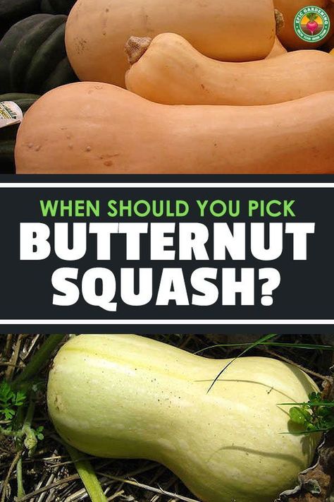 When To Pick Butternut Squash From Garden, Curing Butternut Squash, Green Butternut Squash Recipes, When To Harvest Winter Squash, How To Tell When Butternut Squash Is Ripe, When Is Butternut Squash Ready To Pick, When To Pick Butternut Squash, When To Harvest Butternut Squash, Harvesting Butternut Squash