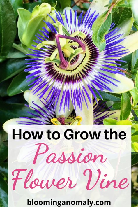 Passion Plant Flower Vines, Growing Passion Flower, Trellis Ideas Garden, Passion Fruit Vine, Passion Flower Plant, Outdoor Trellis Ideas, Passion Flower Vine, Passionfruit Vine, Passion Fruit Plant