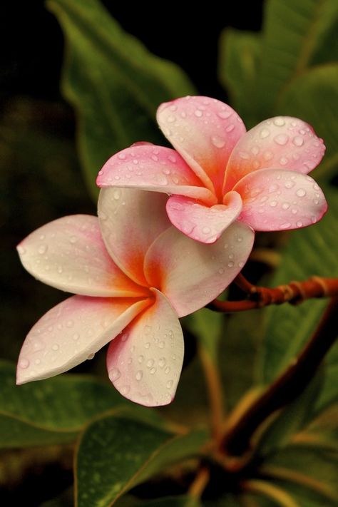 Indi Ocean Fiori Frangipani, Flores Plumeria, Plumeria Flowers, Most Beautiful Flowers, Water Droplets, Flowers Garden, Unique Flowers, Orchid Flower, Exotic Flowers