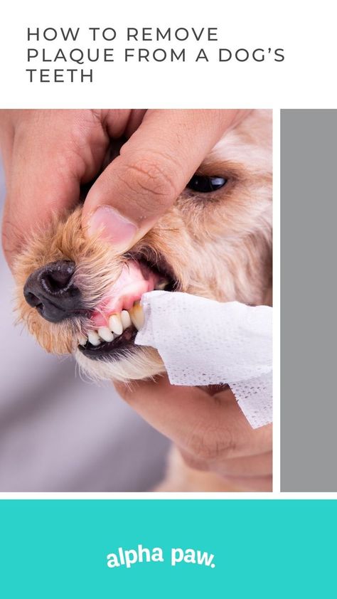 If your dog has bad breath, it may have plaque starting to develop. Most dogs will start to develop plaque and then dental tartar if they do not have a proper dental care routine in place. How To Remove Plaque, Dogs Teeth, Tooth Decay Remedies, Tooth Repair, Plaque Removal, Cold Sores Remedies, Stronger Teeth, Natural Sleep Remedies, How To Prevent Cavities