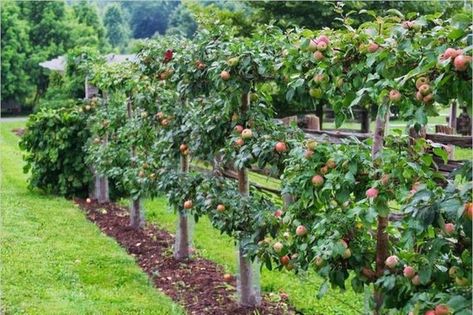 17+ Brilliant Fruit Trees Gardening Ideas Small Backyard #gardendesign #gardeningtips #gardenideas Fruit Trees Garden Design, Cerca Natural, Tree Garden Design, Fruit Trees Backyard, Espalier Fruit Trees, Fruit Tree Garden, Fruit Growing, Taman Diy, Growing Fruit Trees