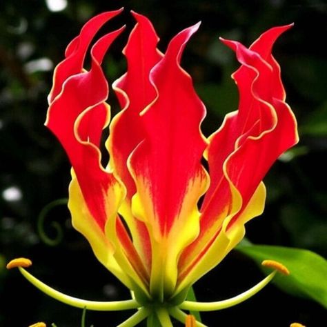 You Can Plant Flowers That Look Like Flames When They Bloom and I Need Them Glory Lily, Flame Lily, Courtyard Plants, Gloriosa Lily, Fire Lily, Lily Seeds, Lily Garden, Strange Flowers, Bonsai Flower