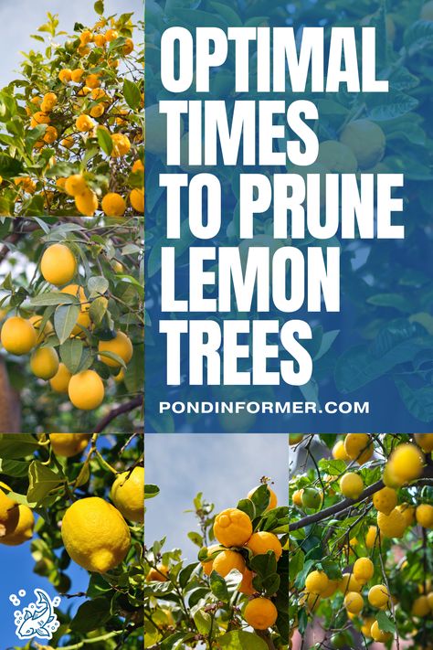 Timing is crucial for pruning lemon trees to achieve a productive garden. Prune in early spring and late summer for healthy growth and abundant fruit. Check out our expert advice on the best techniques for lemon tree pruning.

#LemonTreePruning #GardeningTips #Pruning #GardenMaintenance #Gardening #TreeCareGuide #PlantCareGuide #OptimalPruning #LemonTree #Lemon #PruneLemonTree #PruningLemon #PruningCare #TreeCare #Prune #PondInformer Prune Lemon Tree, When To Prune Roses, Growing Vegetables From Seeds, Productive Garden, Pruning Roses, Meyer Lemon Tree, Pruning Fruit Trees, Lemon Trees, Floating Plants