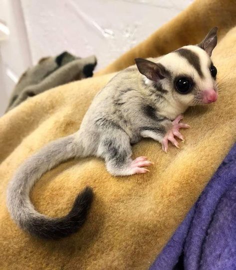 Sugar Glider Aesthetic, Sugar Glider Cage Ideas, Cute Pet Pictures, Animal Videos Funny, Sugar Glider Pet, Sugar Glider Cage, Cute Animal Tattoos, Pet Pictures, Sugar Gliders