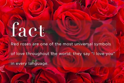 red rose meaning - You don’t have to know anything about the language of flowers to know the meaning of sending someone a bouquet of red roses. No other flower conveys true love like red roses. The deep scarlet shade instantly evokes images of a couple passionately in love. Red roses are one of the most universal symbols of love throughout the world; they say “I love you” in every language. Rose Meanings, Rose Color Meanings, Ftd Flowers, Rose Meaning, Rose Quotes, Flower Meanings, Color Meanings, Flower Quotes, Beautiful Rose Flowers