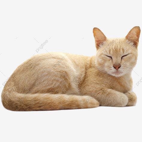 Cats Png, Sleeping Pose, Cat Anatomy, Cat Png, Cat Background, Cat Reference, Image Cat, Cat Clipart, Cat Pose