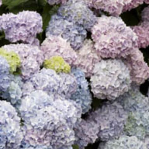 Full Shade Flowers, Nikko Blue Hydrangea, Shrubs For Borders, Summer Hydrangea, Monrovia Plants, Endless Summer Hydrangea, Hydrangea Quercifolia, Hosta Gardens, Oakleaf Hydrangea