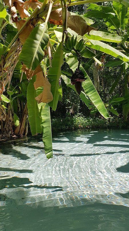 Aesthetic Earth, Environmental Activism, Wildlife Protection, Photography Wildlife, Water Sea, Banana Tree, Beach Water, Amazon Rainforest, Tropical Rainforest