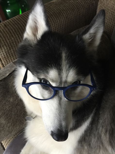 Husky With Glasses, Husky Fursona, Husky Brown, Wolf Husky, Husky Pics, Dog With Glasses, Cute Husky, My Husky, Dog Icon