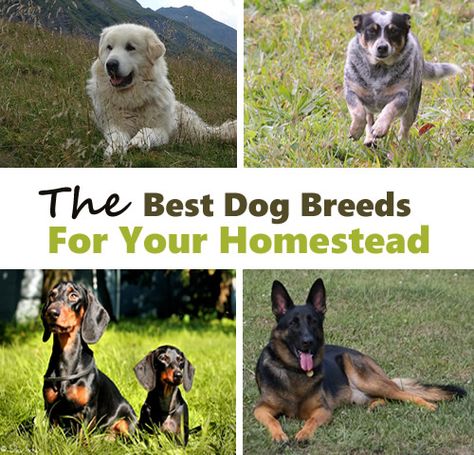 Livestock Dog Breeds, Farm Dogs Breeds, Best Farm Dogs, Homestead Lifestyle, Iowa Farms, Livestock Guardian Dog, Livestock Guardian, Homestead Ideas, Animal Ideas