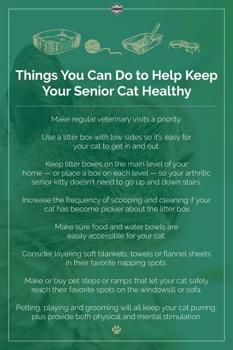 Cat Cpr, Senior Cat Care, Pet Recipes, Witch Board, Cat Ages, Cat Things, Older Cats, Pet Steps, Kinds Of Cats