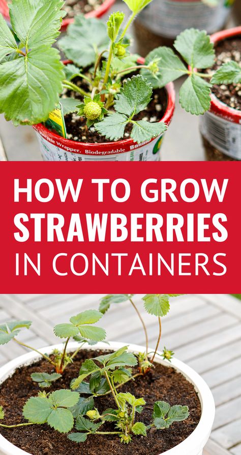 Grow Strawberries In Containers, Growing Strawberries Vertically, Strawberries Growing, Growing Strawberries In Containers, How To Grow Strawberries, Strawberries In Containers, Grow Strawberries, Strawberry Pots, Strawberry Planters