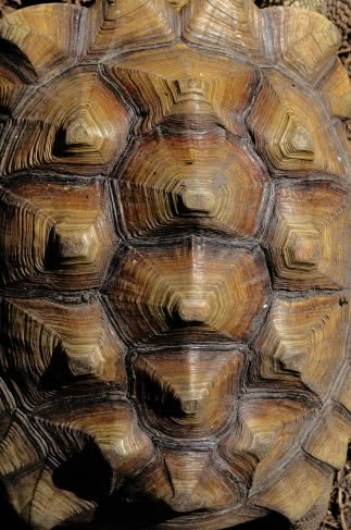 Texture Reference - Album on Imgur Foto Macro, Afrique Art, Natural Structures, Texture Inspiration, Turtle Shell, Animal Skin, Natural Forms, Surface Textures, Patterns In Nature