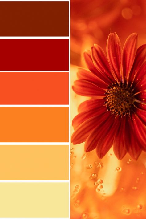 Sunflower Color Palette Red Orange Yellow Palette, Orange Color Pallete Colour Palettes, Burn Orange Color Pallet, Vibrant Orange Color Palette, White And Orange Color Palette, Orange Pallete Combination, Color Palette Red And Yellow, Yellow And Red Palette, Red And Yellow Colour Palette