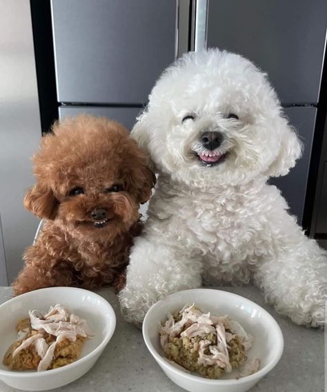 Shitzu Dogs, Bichon Frise Puppy, Maltipoo Puppy, Super Cute Puppies, Cute Animals Puppies, Very Cute Dogs, Prayer Shawl, Cute Little Puppies