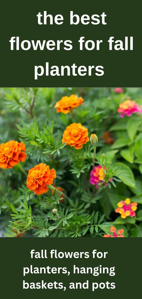 fall flowers marigolds and lantana Fall Planters Front Porches Shade, Flowers For Fall Planters, Autumn Hanging Baskets Ideas, Fall Outdoor Potted Plants, Fall Railing Planter Ideas, Easy Fall Planter Ideas, Outdoor Fall Flowers Planters, Fall Flowers For Window Boxes, Fall Hanging Planter Ideas