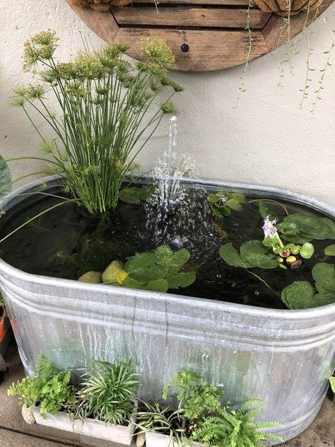 Plant Pot Pond Ideas, Small Fish Ponds Backyard, Self Sustaining Pond, Above Ground Fish Pond, Container Fish Pond, Mini Pond Ideas, Pond In A Pot, Diy Ponds Backyard, Container Pond