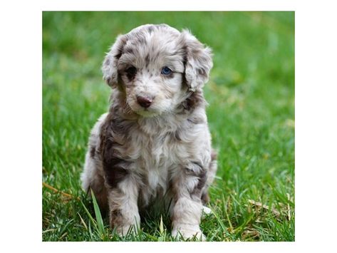 Mini Aussie-Poo Aussie Poo, Mini Aussie, Puppy Photos, Smile On, Photo Gallery, Photo Galleries, Ohio, Puppies, Dogs